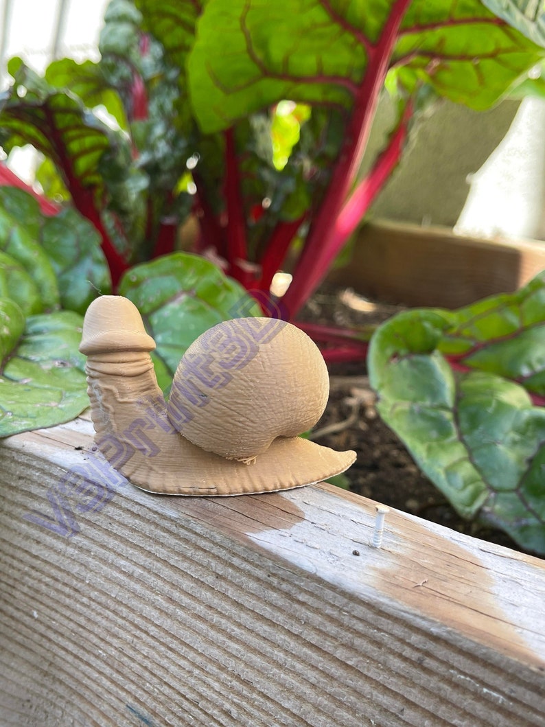snail penis snail penis