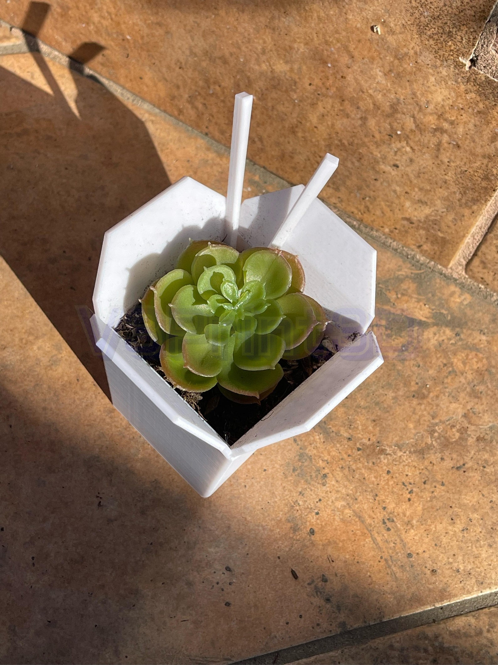 Chinese Takeout Planter Plant Pot for Succulents Air Plants Etsy