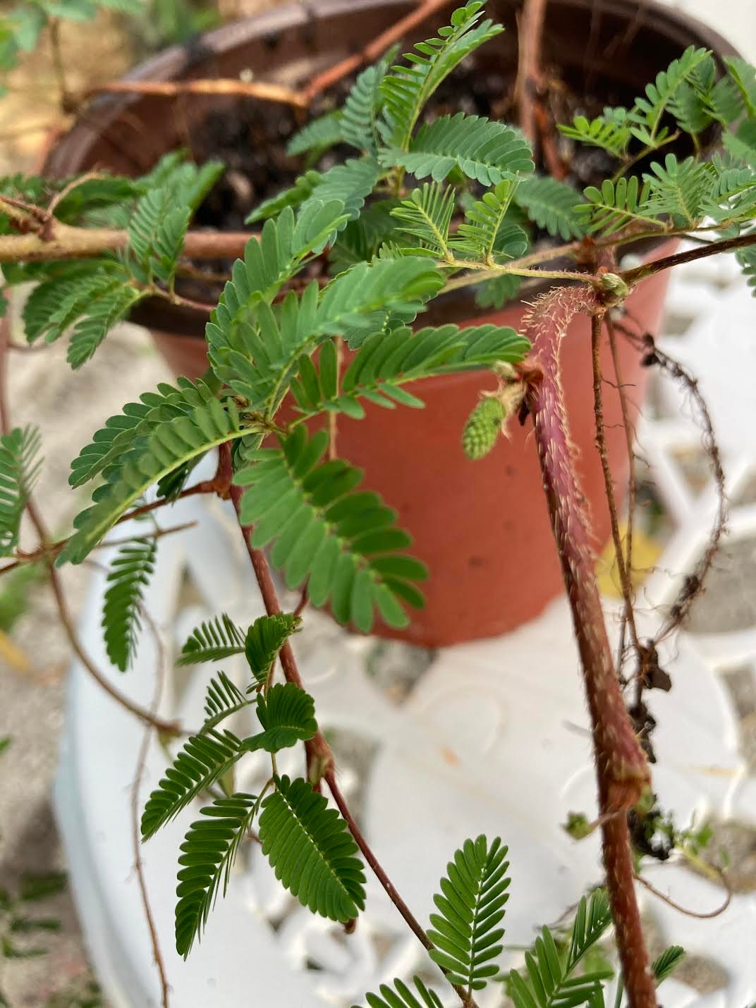 Powderpuff Sunshine Mimosa Live Plant Mimosa Strigillosa Etsy