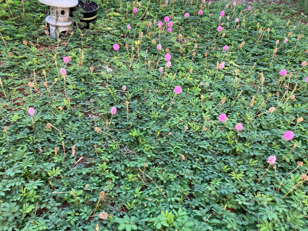 Powderpuff Sunshine Mimosa Live Plant Mimosa Strigillosa Etsy