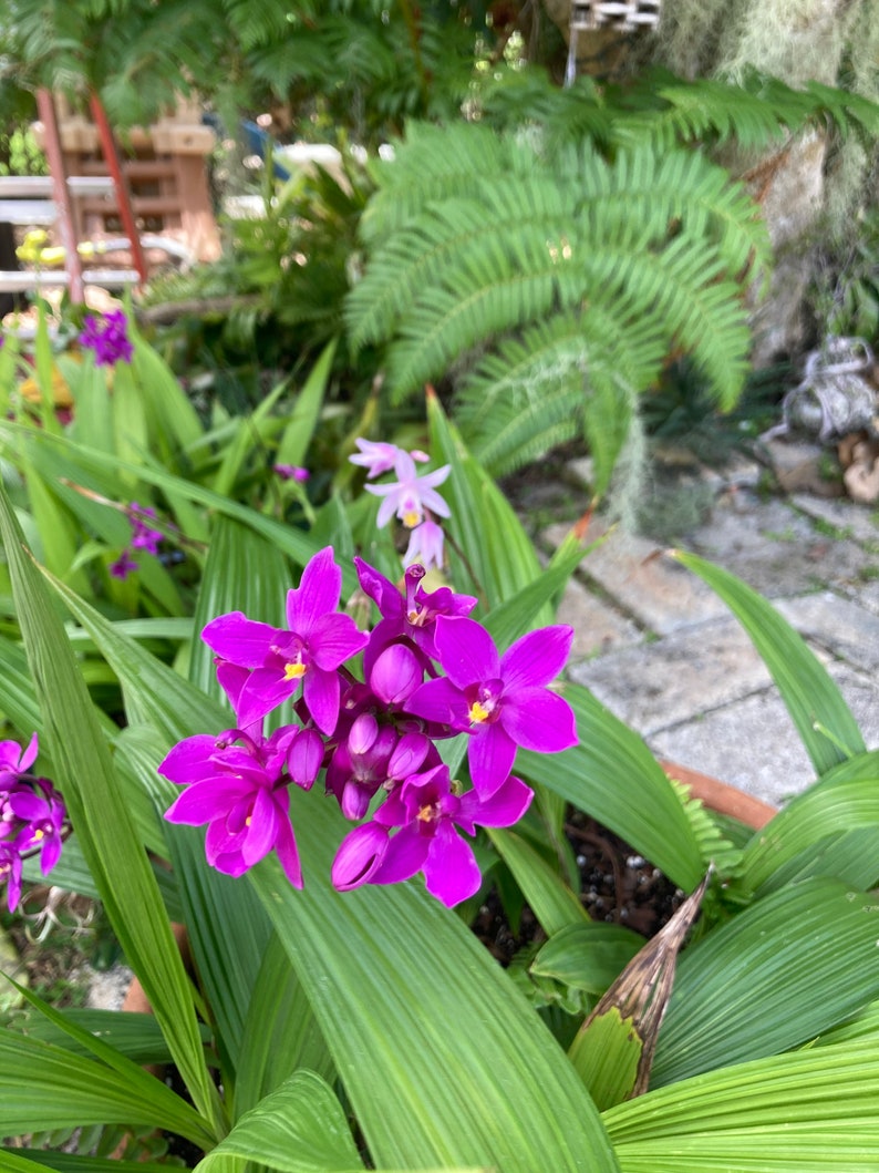 Moonlit Grape Purple Ground Orchid Live Plant Spathoglottis Etsy