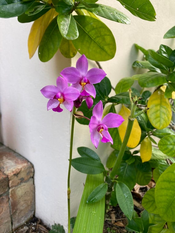 Light Purple Ground Orchid Spathoglottis Live Plant Etsy