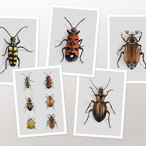 Set de cartes postales scarabée, carte, carte de vœux A6