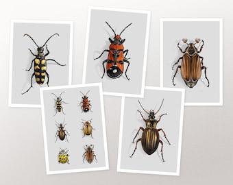 Postcard set beetle, card, greeting card A6