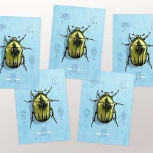 Karte Set Rosenkäfer mit Metallic Effekt, Postkarte, Grußkarte A6