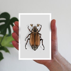 Karte Maikäfer, Postkarte, Grußkarte A6