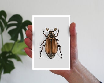 May beetle card, postcard, greeting card A6