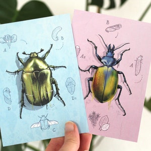 Postkarten-Set Käfer mit Metallic Effekt, Postkarte, Grußkarte A6