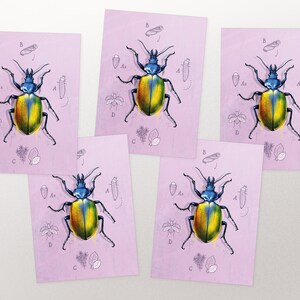 Postkarten Set Käfer mit Metallic Effekt, Postkarte, Grußkarte A6