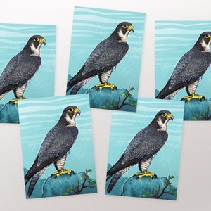 Postkarten-Set Falke, Postkarten, Grußkarten A6