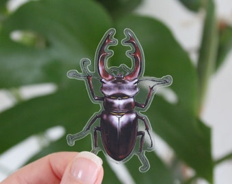 Big sticker stag beetle