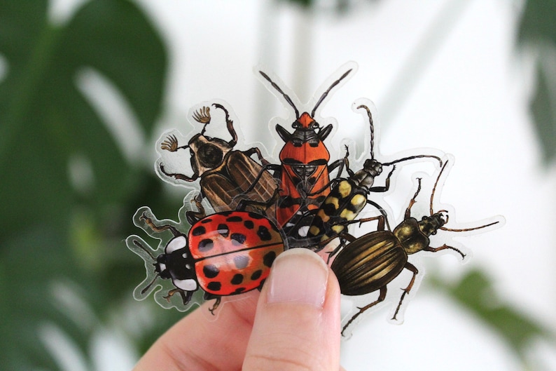 Sticker set beetles, 5 pieces, stickers image 1
