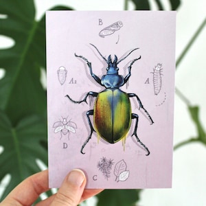 Karte Käfer mit Metallic Effekt, Postkarte, Grußkarte A6