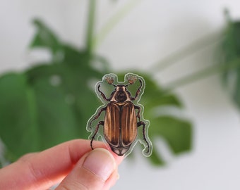 Sticker Set Beetle, May Beetle, 5 pieces, Sticker