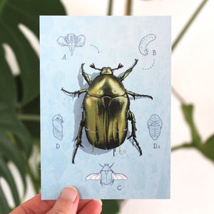 Karte Rosenkäfer mit Metallic Effekt, Postkarte, Grußkarte A6