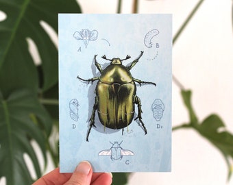 Card rose beetle with metallic effect, postcard, greeting card A6