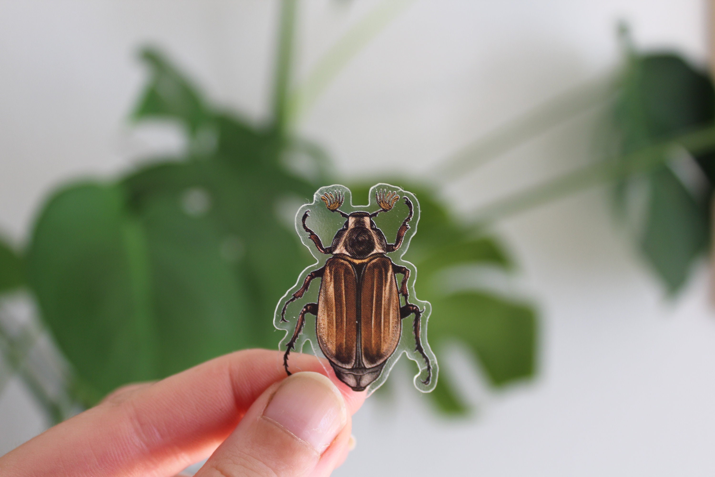 Sticker Set Beetles, 5 Pieces, Stickers - Etsy
