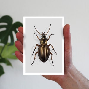 Karte Käfer, Postkarte, Grußkarte A6