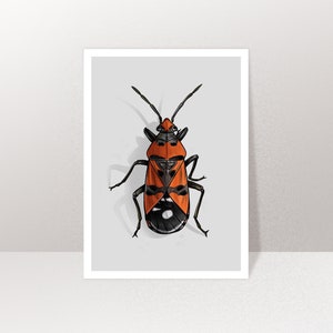 Karte Käfer, Postkarte, Grußkarte A6