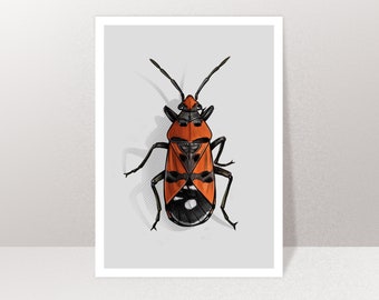 Map Beetle, Postcard, Greeting Card A6