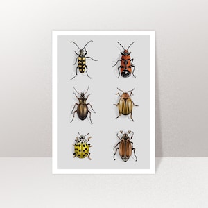 Karte Käfer, Postkarte, Grußkarte A6