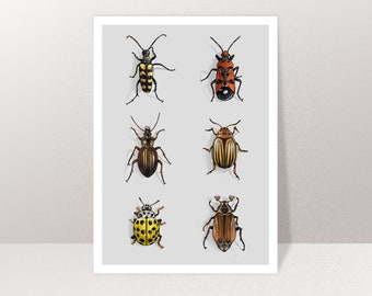 Map Beetle, Postcard, Greeting Card A6