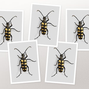 Set de cartes postales Coccinelle Schmalbock, carte, carte de vœux A6