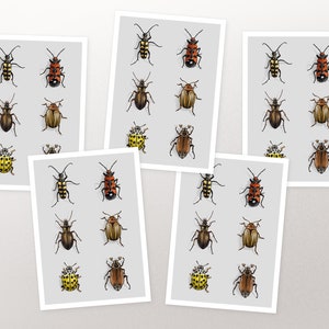 Postkarten Set Käfer, Karte, Grußkarte A6