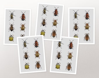 Postcard Set Beetle, Card, Greeting Card A6