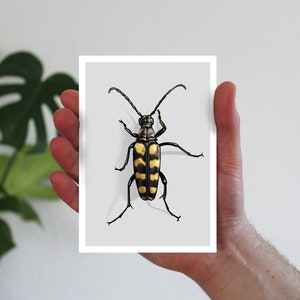 Karte Käfer, Postkarte, Grußkarte A6