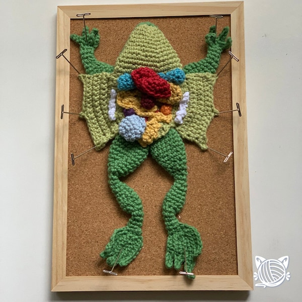 Grenouille disséquée au crochet