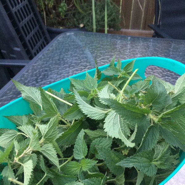 Fresh picked stinging nettle