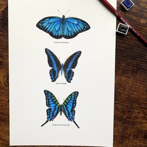 Blue Butterfly Giclee Print: Common Wonderer, Blue Triangle, Striped Swordtail