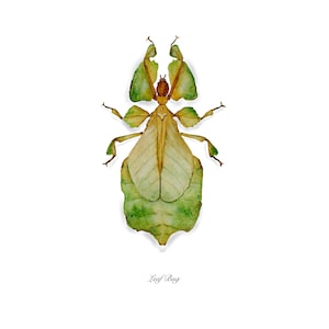 May include: A watercolor painting of a green leaf bug with brown legs and a light brown body. The bug is depicted with its wings spread out, resembling a leaf.