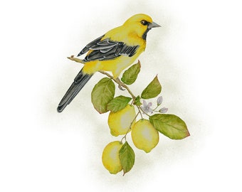 Yellow Oriole watercolor painting, Oriole bird painting, lemon watercolor, watercolor art,  artwork, home decor, wall decor, giclee prints