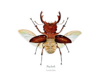 Stag Beetle Watercolor Giclee Print: Insect painting home decor