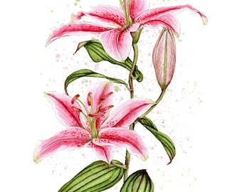 Pink Lily Watercolor Giclee print : Botanical Flower Art home decor