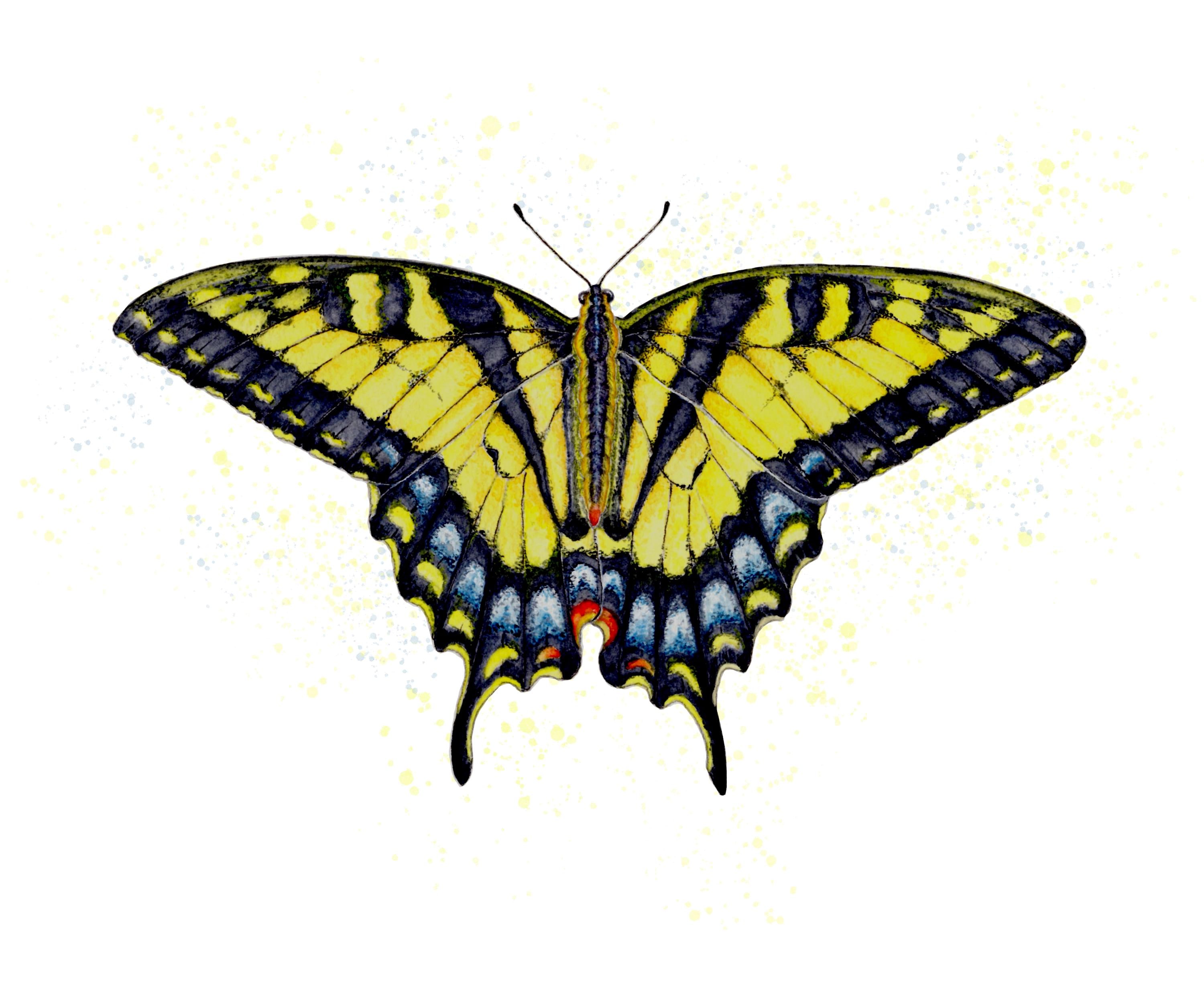 Eastern Tiger Swallowtail Butterfly Notecard: Blank Cards on Recycled ...