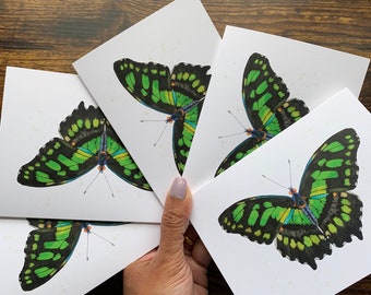 Cartes de voeux, papillon malachite, cartes vierges, cartes de remerciement, cartes, papillon vert, cartes aquarelles, cartes papillon, aquarelle