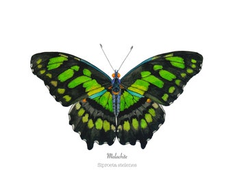 Malachite butterfly watercolor print, giclee prints, watercolor print, watercolor art print, green butterfly, home decor, art, watercolor,