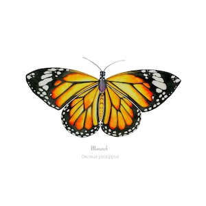 Monarch butterfly watercolor print, giclee prints, watercolor art print, butterfly prints, monarch butterfly, monarch, monarch painting, art