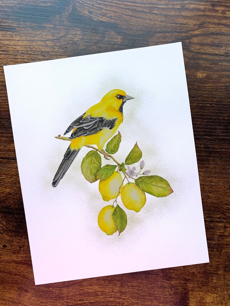 Aquarelle oriole jaune, peinture oiseau oriole, aquarelle citron, aquarelle, oeuvre d'art, décoration intérieure, décoration murale, impressions jet d'encre image 2