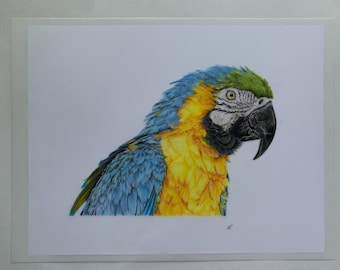Blue and Gold Macaw ORIGINAL color pencil drawing -   Unframed drawing on drafting film