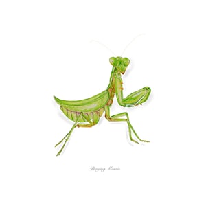 Praying Mantis Watercolor Art Giclee Print: Insect wall art