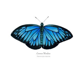 Common Wonderer butterfly fine art Giclee print: watercolor artwork home decor gift