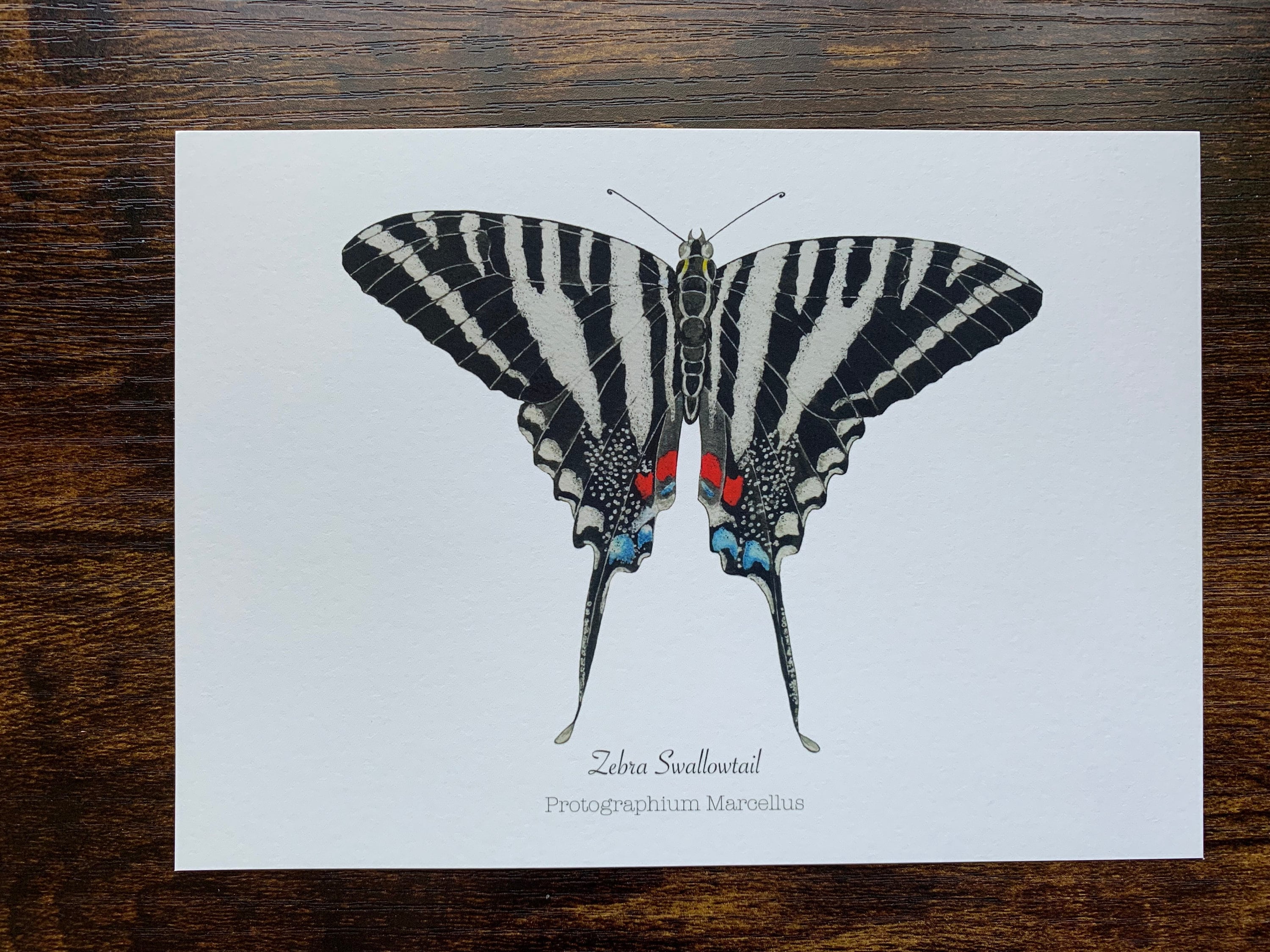 版画 SWALLOWTAIL BUTTERFLY Appalachian Tiger Swallowtail Butterfly - Signed Fine Art Print