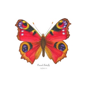 Peacock butterfly print, butterfly art prints, watercolor prints, watercolor art prints, giclee prints, butterfly artwork, artwork prints