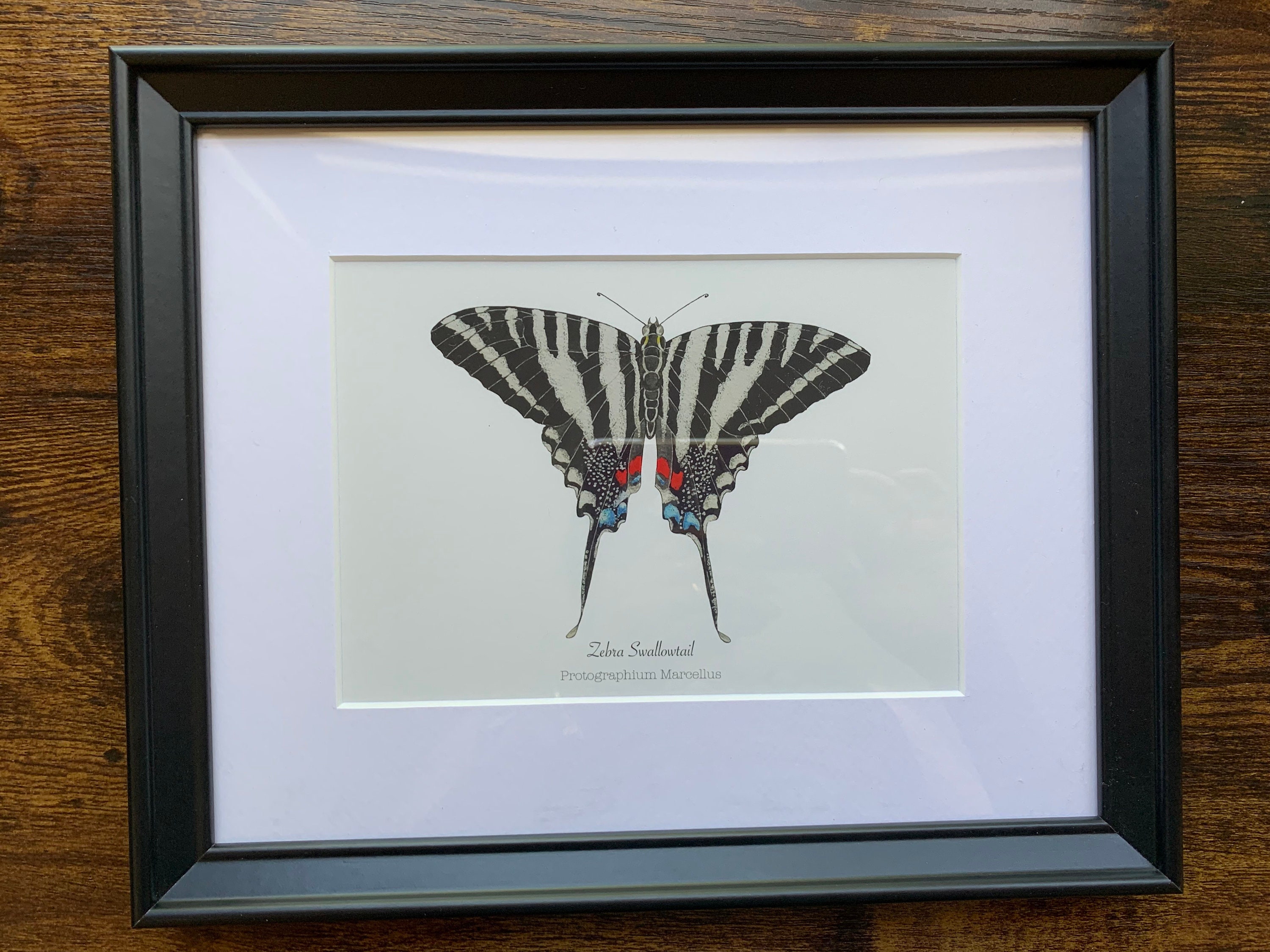 版画 SWALLOWTAIL BUTTERFLY Tiger Swallowtail Butterfly Paintable Project Digital