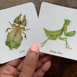Praying mantis, leaf bug, praying mantis sticker, sticker, insect stickers, laptop stickers, vinyl stickers, insects, leaf bug stickers, bug
