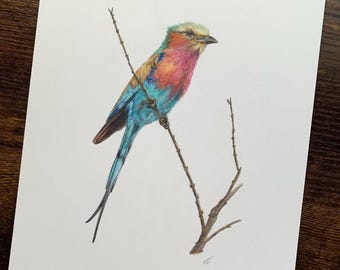 Lilac Breasted Roller ORIGINAL color pencil drawing - UNFRAMED artwork on hot press paper